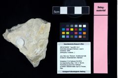 NHMW-GEO-2007z0149-0057_Ol_01.tifEodromites dobrogea (Feldmann, Lazar & Schweitzer, 2006)  (NHMW-GEO-2007z0149-0057)